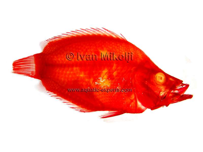 cleared and stained fish